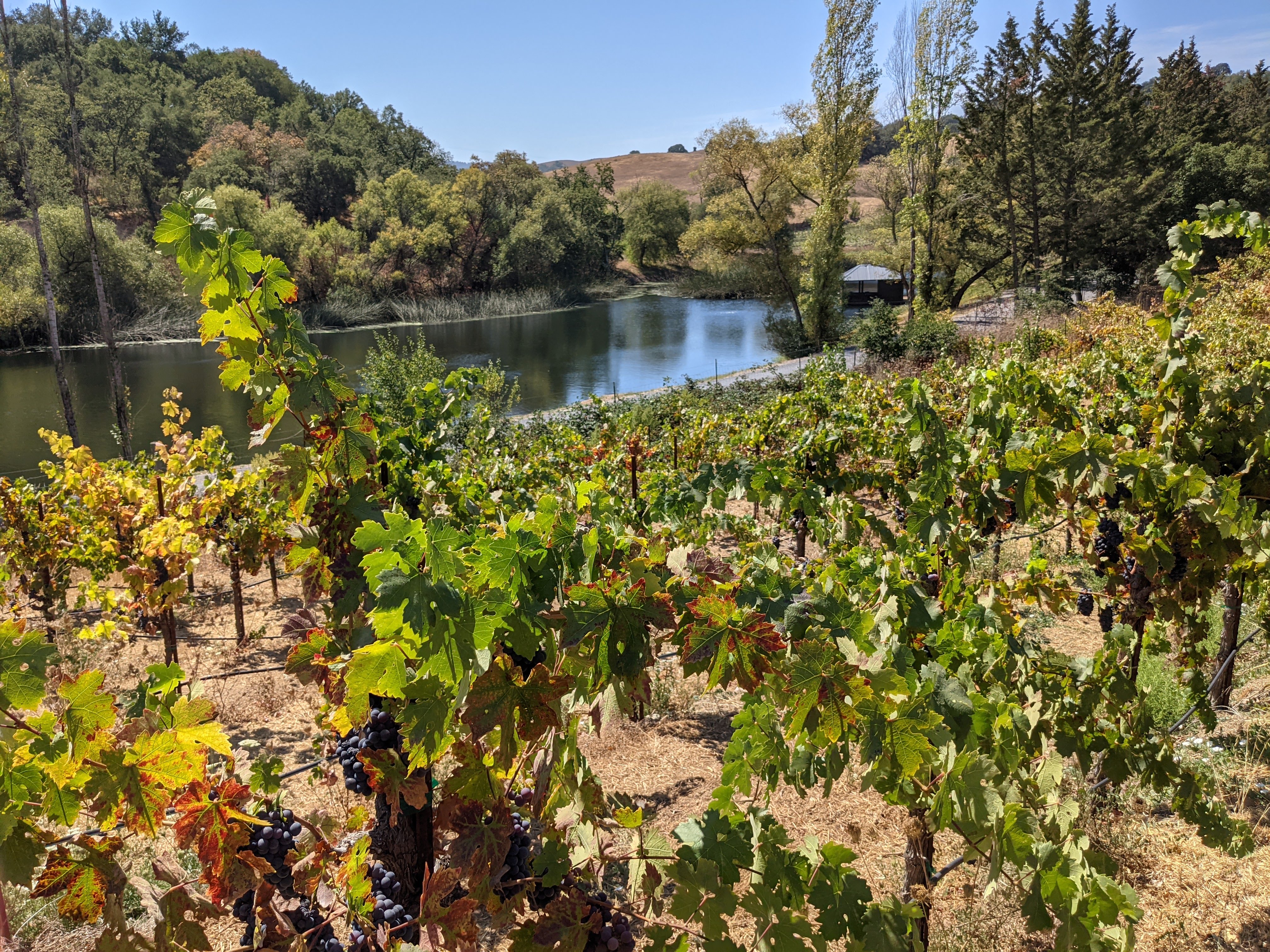 matrix winery vines lake