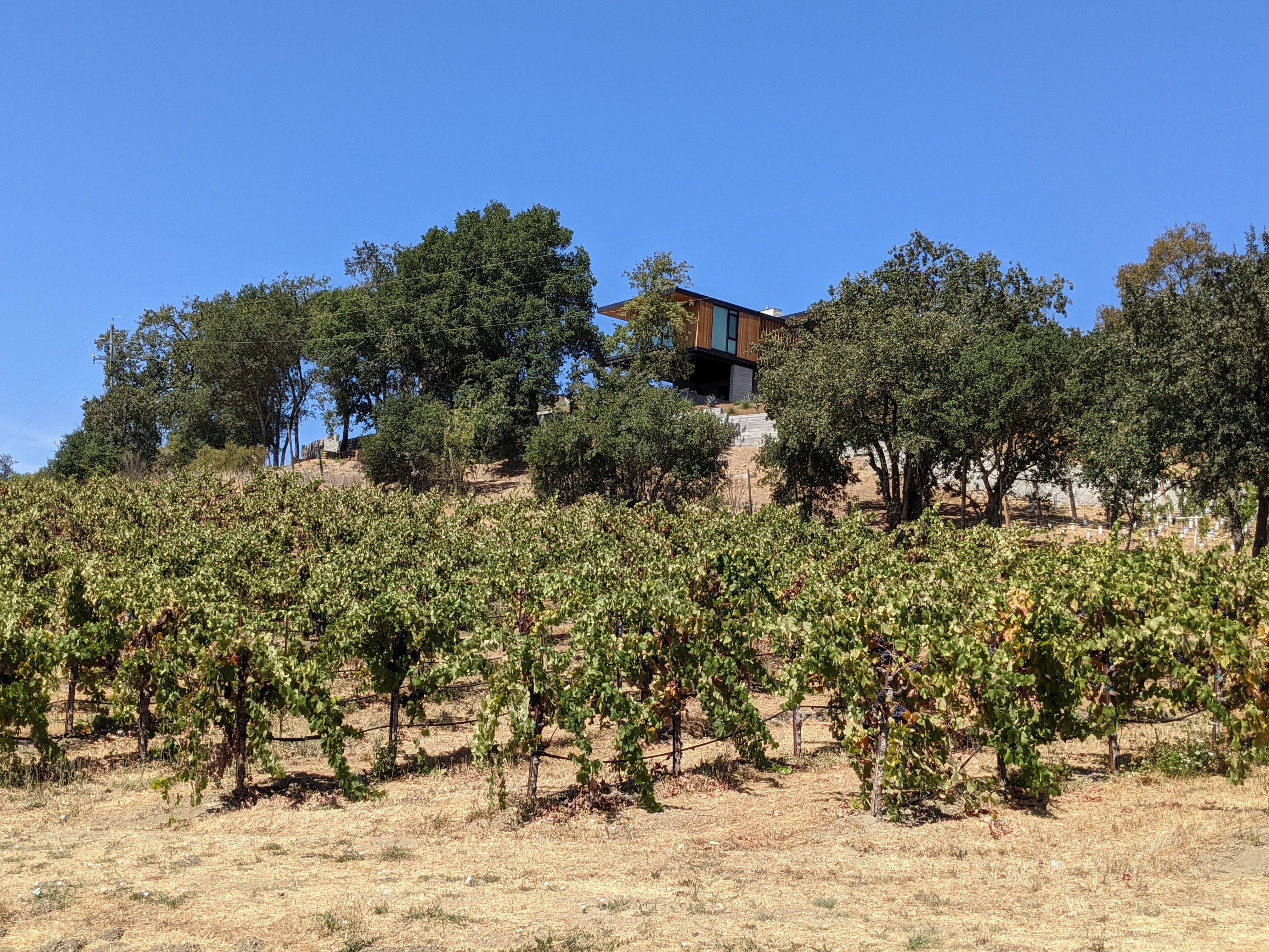 matrix winery vines house